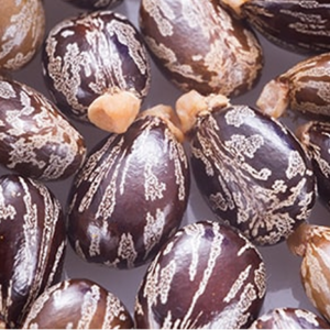 Castor Seed