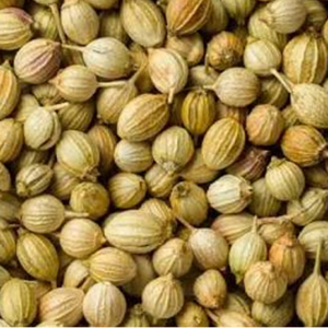 Corainder Seed