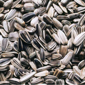 Sunflower Seed